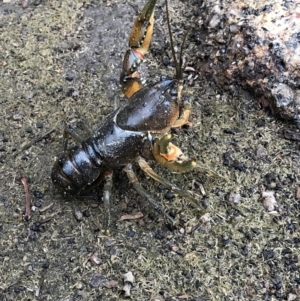 Euastacus sp. (genus) at Pilot Wilderness, NSW - 8 Mar 2020