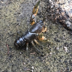 Euastacus sp. (genus) at Pilot Wilderness, NSW - 8 Mar 2020