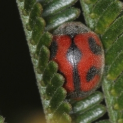 Rodolia cardinalis (Vedalia Beetle or Cardinal Ladybird) at Bruce Ridge - 23 Nov 2011 by Bron