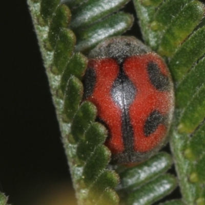 Rodolia cardinalis (Vedalia Beetle or Cardinal Ladybird) at Bruce, ACT - 23 Nov 2011 by Bron