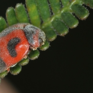 Rodolia cardinalis at Bruce, ACT - 23 Nov 2011