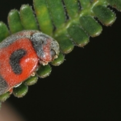 Rodolia cardinalis at Bruce, ACT - 23 Nov 2011