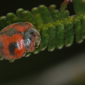 Rodolia cardinalis at Bruce, ACT - 23 Nov 2011