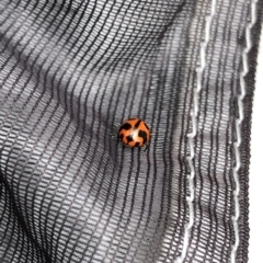 Coccinella transversalis (Transverse Ladybird) at Pilot Wilderness, NSW - 8 Mar 2020 by Jubeyjubes