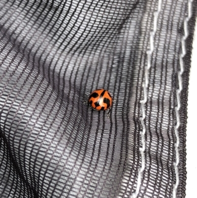 Coccinella transversalis (Transverse Ladybird) at Kosciuszko National Park - 8 Mar 2020 by Jubeyjubes