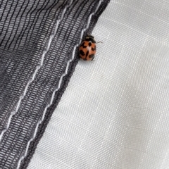 Coccinella transversalis at Pilot Wilderness, NSW - 8 Mar 2020