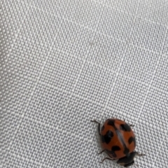 Coccinella transversalis at Pilot Wilderness, NSW - 8 Mar 2020