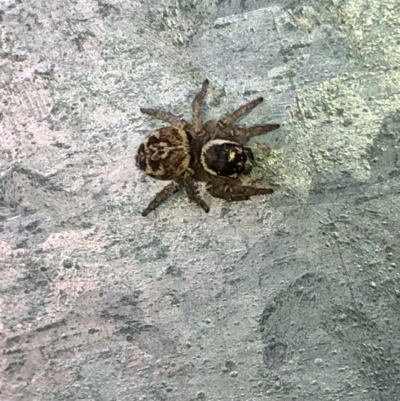 Maratus griseus (Jumping spider) at Aranda, ACT - 6 Mar 2020 by Jubeyjubes