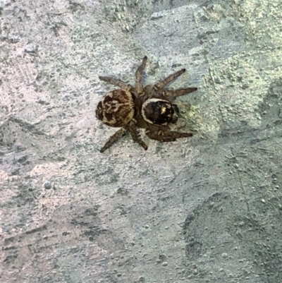 Maratus griseus (Jumping spider) at Aranda, ACT - 6 Mar 2020 by Jubeyjubes