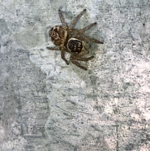 Maratus griseus at Aranda, ACT - 6 Mar 2020 12:30 PM