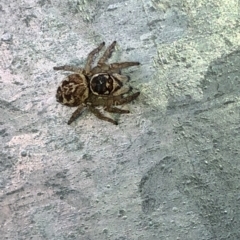 Maratus griseus at Aranda, ACT - 6 Mar 2020