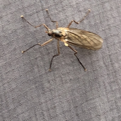 Boreoides subulatus (Wingless Soldier Fly) at Pilot Wilderness, NSW - 8 Mar 2020 by Jubeyjubes