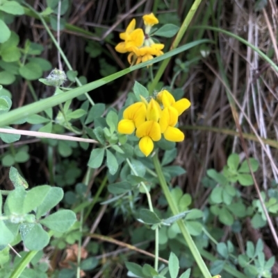 Lotus corniculatus (Birds-Foot Trefoil) at Kosciuszko National Park, NSW - 8 Mar 2020 by Jubeyjubes