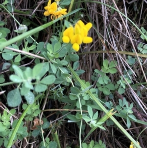 Lotus corniculatus at Kosciuszko National Park, NSW - 8 Mar 2020 09:05 AM