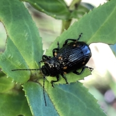 Chalcolampra walgalu (Leaf beetle) at Kosciuszko National Park, NSW - 7 Mar 2020 by Jubeyjubes