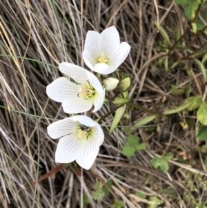 Gentianella muelleriana subsp. alpestris at Kosciuszko National Park, NSW - 7 Mar 2020