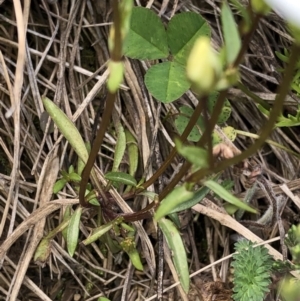 Gentianella muelleriana subsp. alpestris at Kosciuszko National Park, NSW - 7 Mar 2020