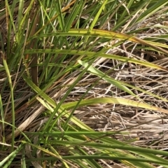 Carex sp. (A Sedge) at Kosciuszko National Park, NSW - 7 Mar 2020 by Jubeyjubes