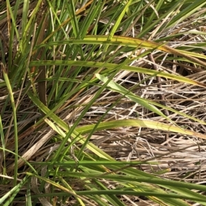 Carex sp. at Kosciuszko National Park, NSW - 8 Mar 2020