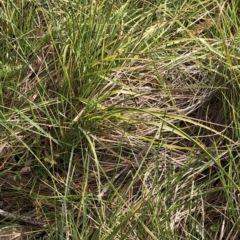 Carex sp. at Kosciuszko National Park, NSW - 8 Mar 2020 10:10 AM