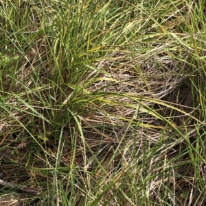 Carex sp. at Kosciuszko National Park, NSW - 8 Mar 2020