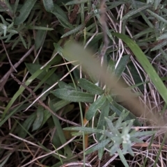 Leptorhynchos squamatus subsp. alpinus at Kosciuszko National Park, NSW - 7 Mar 2020