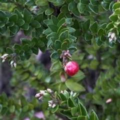 Acrothamnus maccraei (Subalpine Beard-heath) at Kosciuszko National Park, NSW - 8 Mar 2020 by Jubeyjubes