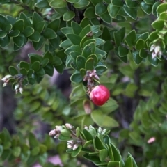 Acrothamnus maccraei (Subalpine Beard-heath) at Kosciuszko National Park, NSW - 7 Mar 2020 by Jubeyjubes