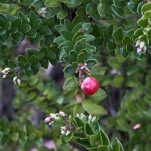 Acrothamnus maccraei at Kosciuszko National Park, NSW - 8 Mar 2020