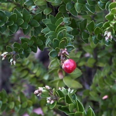 Acrothamnus maccraei (Subalpine Beard-heath) at Kosciuszko National Park, NSW - 8 Mar 2020 by Jubeyjubes