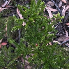 Acrothamnus maccraei at Kosciuszko National Park, NSW - 8 Mar 2020
