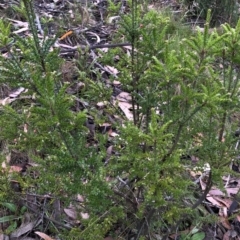 Acrothamnus maccraei at Kosciuszko National Park, NSW - 8 Mar 2020 09:24 AM