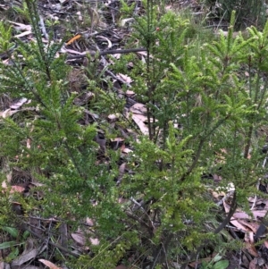 Acrothamnus maccraei at Kosciuszko National Park, NSW - 8 Mar 2020 09:24 AM