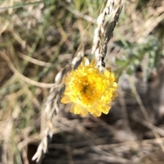 Coronidium monticola (Mountain Button Everlasting) at Pilot Wilderness, NSW - 7 Mar 2020 by Jubeyjubes