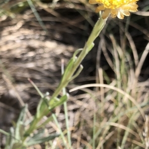 Coronidium monticola at Pilot Wilderness, NSW - 7 Mar 2020