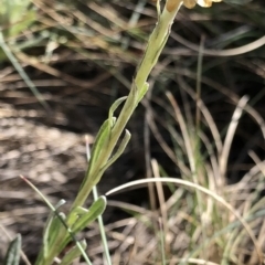 Coronidium monticola at Pilot Wilderness, NSW - 7 Mar 2020