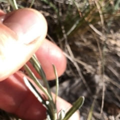 Coronidium monticola at Pilot Wilderness, NSW - 7 Mar 2020