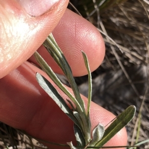 Coronidium monticola at Pilot Wilderness, NSW - 7 Mar 2020