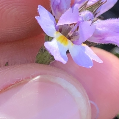 Euphrasia caudata (Tailed Eyebright) at Pilot Wilderness, NSW - 7 Mar 2020 by Jubeyjubes