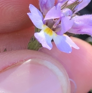 Euphrasia caudata at Pilot Wilderness, NSW - 7 Mar 2020