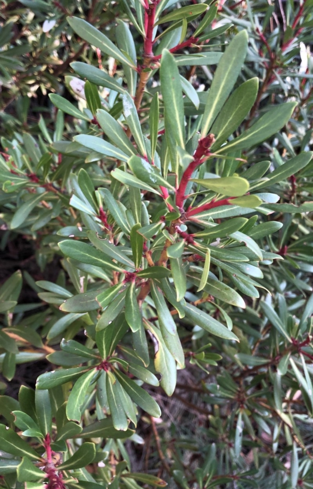 Tasmannia xerophila subsp. xerophila at Pilot Wilderness, NSW - 7 Mar 2020