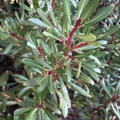Tasmannia xerophila subsp. xerophila (alpine pepperbush) at Pilot Wilderness, NSW - 7 Mar 2020 by Jubeyjubes