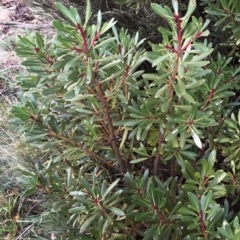 Tasmannia xerophila subsp. xerophila at Pilot Wilderness, NSW - 7 Mar 2020