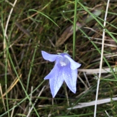 Wahlenbergia sp. (Bluebell) at Pilot Wilderness, NSW - 8 Mar 2020 by Jubeyjubes