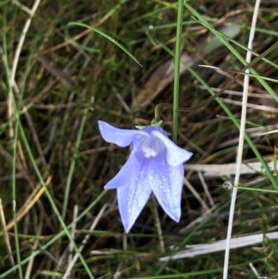 Wahlenbergia sp. (Bluebell) at Pilot Wilderness, NSW - 8 Mar 2020 by Jubeyjubes