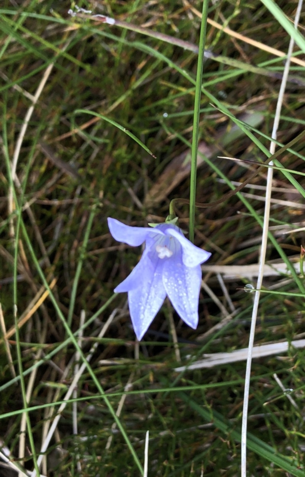 Wahlenbergia sp. at Pilot Wilderness, NSW - 8 Mar 2020