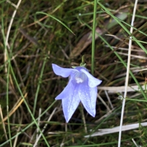 Wahlenbergia sp. at Pilot Wilderness, NSW - 8 Mar 2020