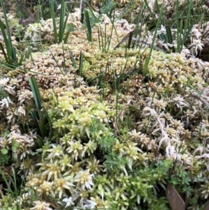 Sphagnum sp. (genus) at Pilot Wilderness, NSW - 8 Mar 2020