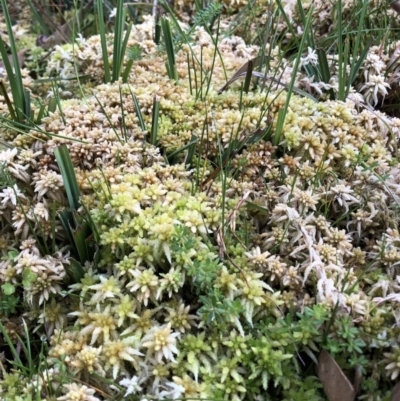 Sphagnum sp. (genus) (Sphagnum moss) at Pilot Wilderness, NSW - 8 Mar 2020 by Jubeyjubes