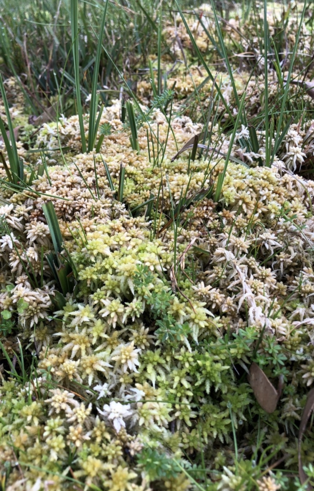 Sphagnum sp. (genus) at Pilot Wilderness, NSW - 8 Mar 2020